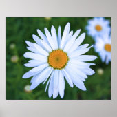 Daisy Poster (Vorne)