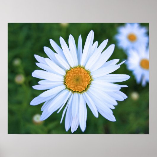 Daisy Poster (Vorne)