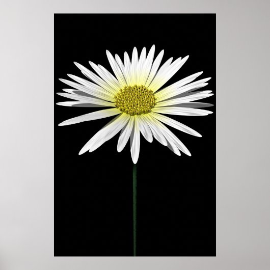 Daisy Poster (Vorne)
