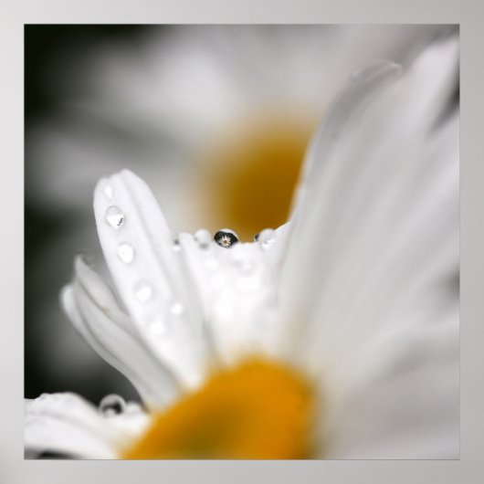 Daisy Poster (Vorne)