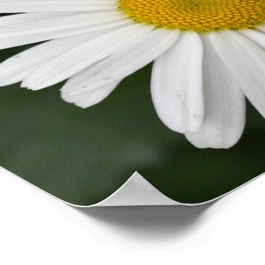 Daisy Poster (Ecke)