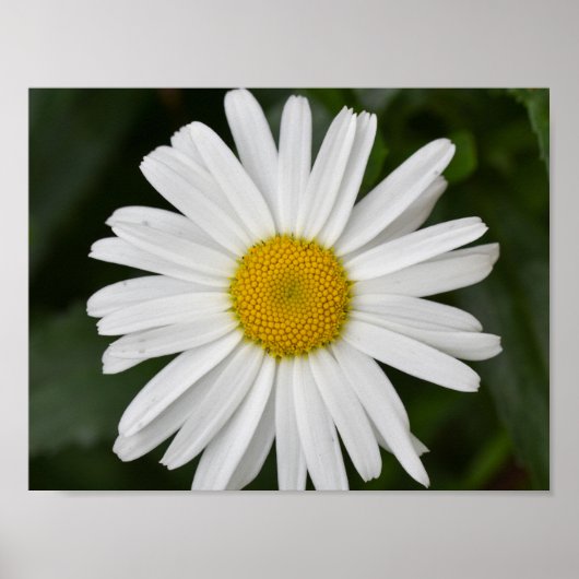 Daisy Poster (Vorne)