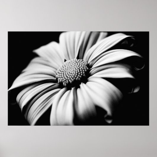 Daisy Poster (Vorne)