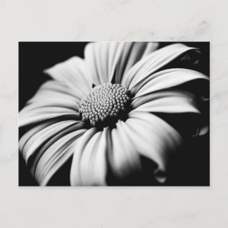 Daisy Postkarte