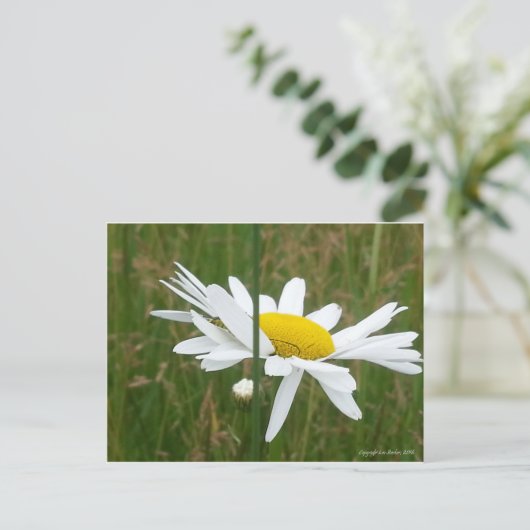 Daisy - Postkarte (Stehend Vorderseite)