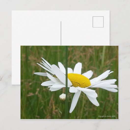 Daisy - Postkarte (Vorne/Hinten)