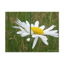 Daisy - Postkarte