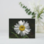 Daisy Postkarte (Stehend Vorderseite)
