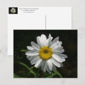 Daisy Postkarte (Vorne/Hinten)
