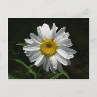 Daisy Postkarte
