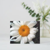 Daisy Postkarte (Stehend Vorderseite)