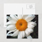 Daisy Postkarte (Vorne/Hinten)
