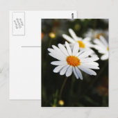 Daisy Postkarte (Vorne/Hinten)