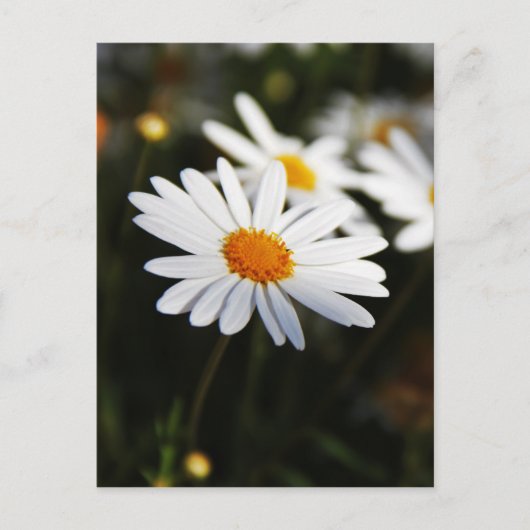 Daisy Postkarte (Vorderseite)