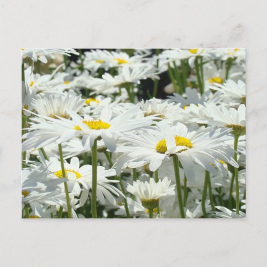 Daisy Postkarten benutzerdefiniert Hinzufügen von (Vorderseite)