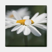 Daisy Profil Magnet (Vorne)