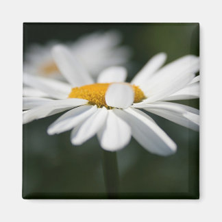 Daisy Profil Magnet