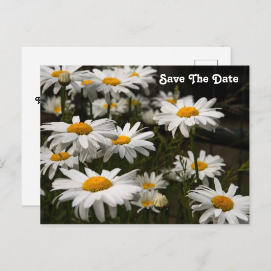 Daisy Save the Date Postcard Postkarte (Vorne/Hinten)