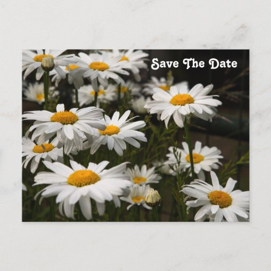Daisy Save the Date Postcard Postkarte (Vorderseite)