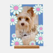 Daisy Simple Blue Foto Acrylschild (Vorderseite)