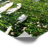 Daisy Sky Poster (Ecke)