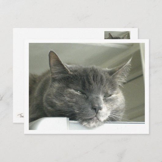 Daisy Sleeping Postkarte (Vorne/Hinten)