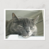 Daisy Sleeping Postkarte (Vorderseite)