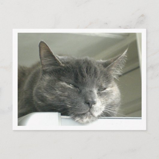 Daisy Sleeping Postkarte (Vorderseite)