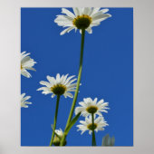 Daisy Stems Blue Sky Foto Poster (Vorne)