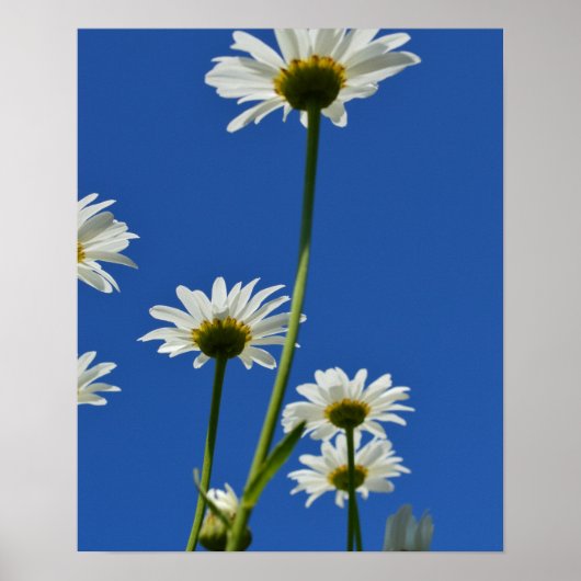 Daisy Stems Blue Sky Foto Poster (Vorne)