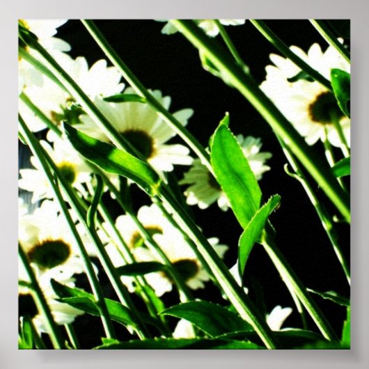 Daisy Stems Poster (Vorne)