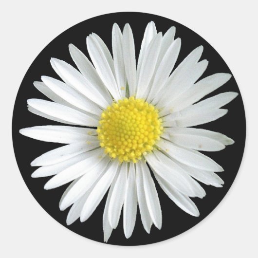 Daisy Sticker (Vorderseite)