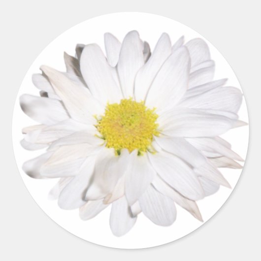 Daisy Sticker (Vorderseite)