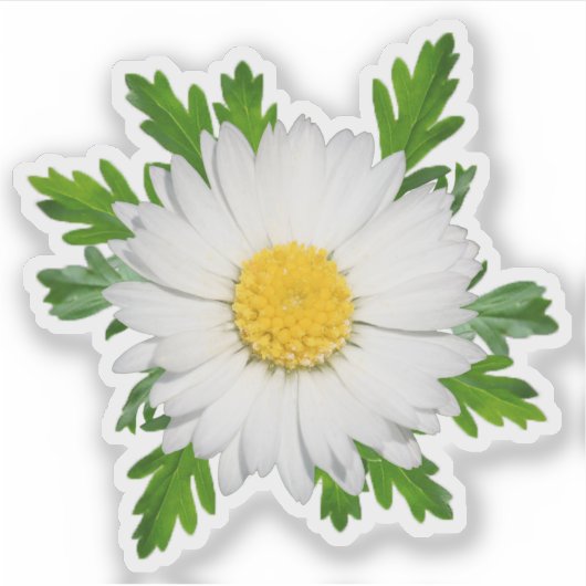 Daisy Sticker (Vorderseite)