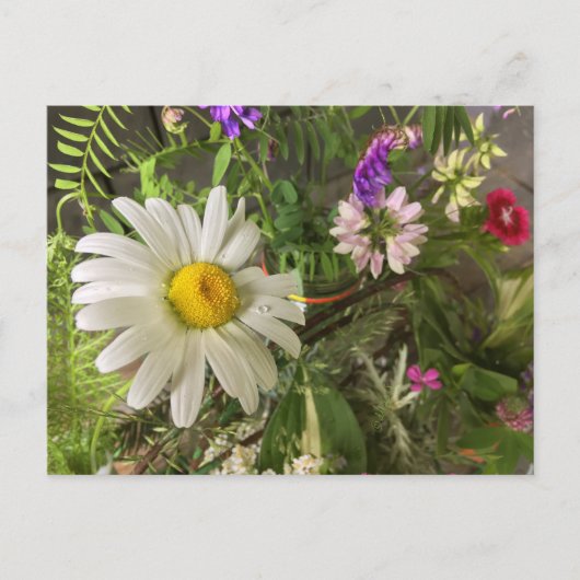 Daisy Summer Postcard Diane Heller 2018 Postkarte (Vorderseite)