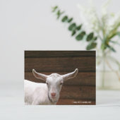 Daisy the Kid Goat Postcard Postkarte (Stehend Vorderseite)
