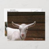 Daisy the Kid Goat Postcard Postkarte (Vorne/Hinten)