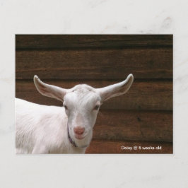 Daisy the Kid Goat Postcard Postkarte