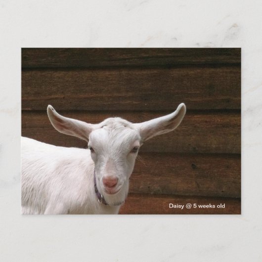 Daisy the Kid Goat Postcard Postkarte (Vorderseite)
