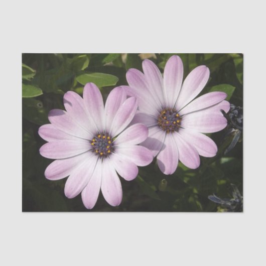 Daisy Tissue Paper Seidenpapier (Vorderseite)