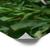 Daisy und Fireweed Poster (Ecke)
