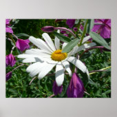 Daisy und Fireweed Poster (Vorne)