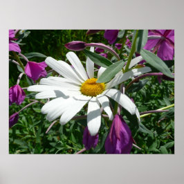 Daisy und Fireweed Poster