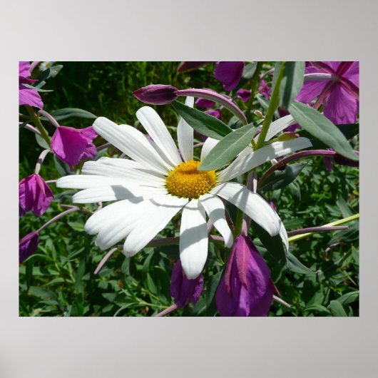 Daisy und Fireweed Poster (Vorne)