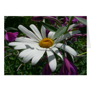 Daisy und Fireweed-Wildblume