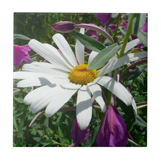 Daisy und Fireweed-Wildblume Fliese (Vorderseite)