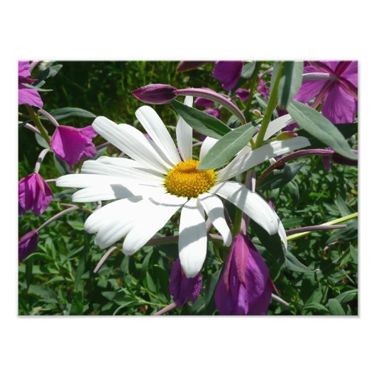 Daisy und Fireweed-Wildblume Fotodruck (Vorne)