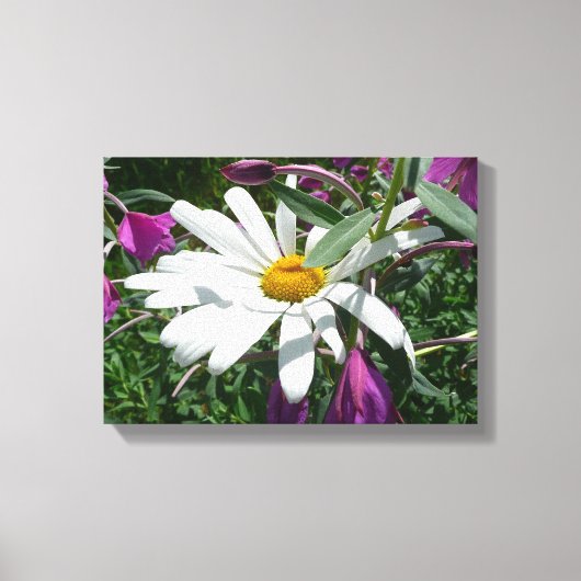 Daisy und Fireweed-Wildblume Leinwanddruck (Vorderseite)