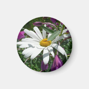 Daisy und Fireweed-Wildblume Magnet