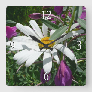 Daisy und Fireweed-Wildblume Quadratische Wanduhr